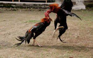 Đá gà cựa tròn là hình thức “nhẹ đô” nhất trong cựa sắt